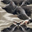 Bella36Cat