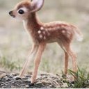 Deer28