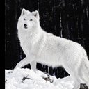 Arcticwolf