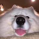 snortingco