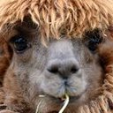 LlamaLexi