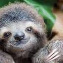 slothlvr
