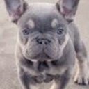 frenchies
