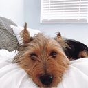 evawheaton