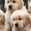 12345puppy