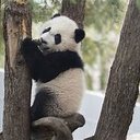 PANDA265