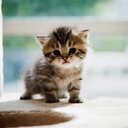 Catlife