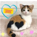 KittenLove
