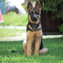 puppy_gurl