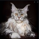 MaineCoons