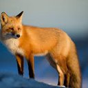 foxygrl