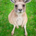 kanga