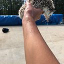 hedgehog32