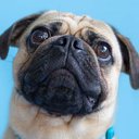 Pug5