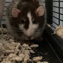 rattyj0nes