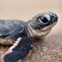Turtles44