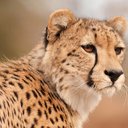 cheetah12