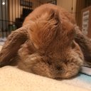 bunnymom