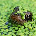 Pond_Frog