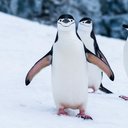 _penguin_