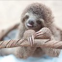 baby_sloth