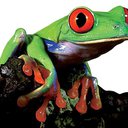 frog1029