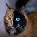 catfacts