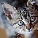 cats_meow5