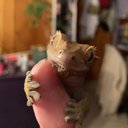 SammyDoo