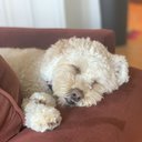 puppy_84