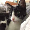 missybee