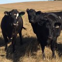 cow_friend