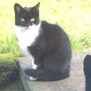Zoro_Cat