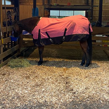 Forum - Newbies - why won’t it play videos | BraceletBook