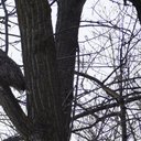 NatureGeek
