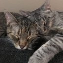 Catlover82
