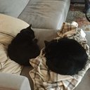 Clever_Cat