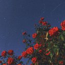 redroses29