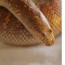 snake_rain