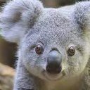 koala24325