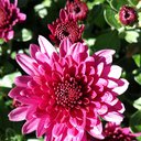 Anne_14