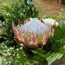 snowflower