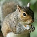Squirrel1