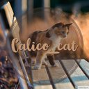 Calico_cat