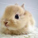 bunybun