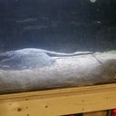 leo_gecko