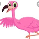 flamigo