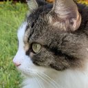 KittyCat77