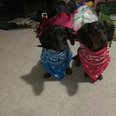 Doxie13