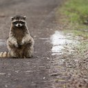 Vulpesky